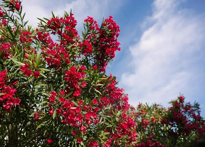 Pharia And - By The フヴァル